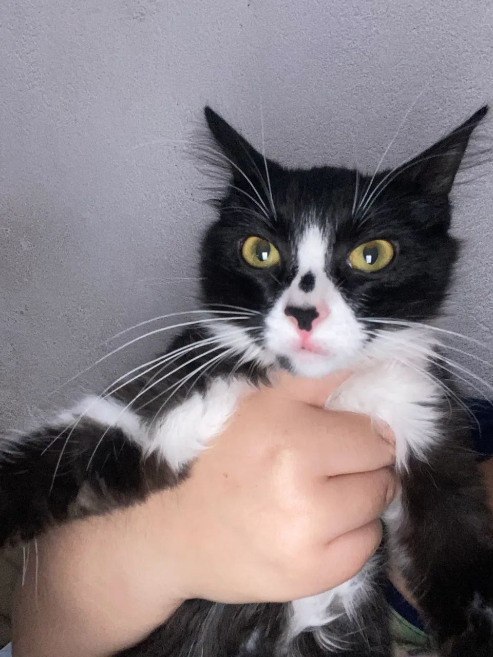 Adoção gatinha filhote  - Foto 3