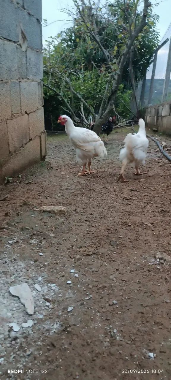 Frango gsb  - Foto 2