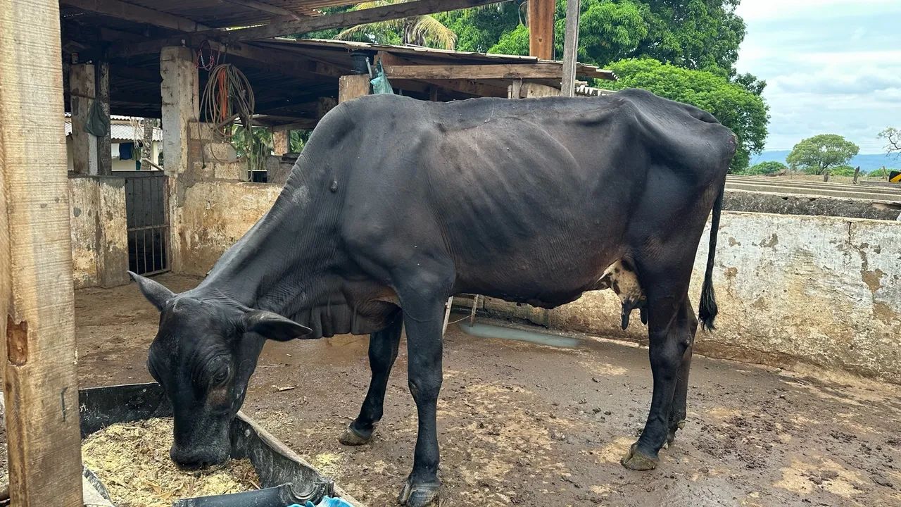 Vaca  - Foto 2