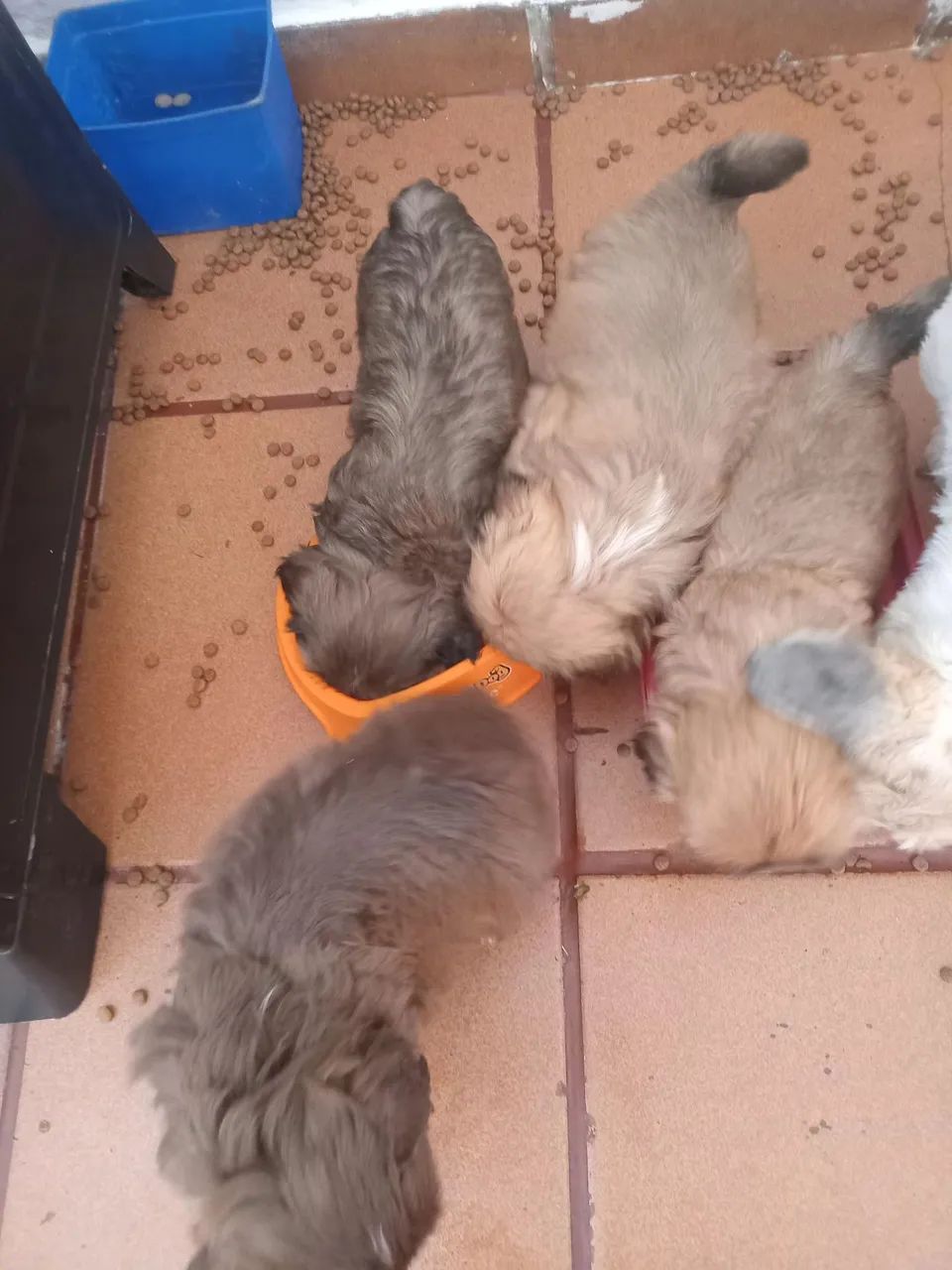 Filhotes de shitzu - Foto 5