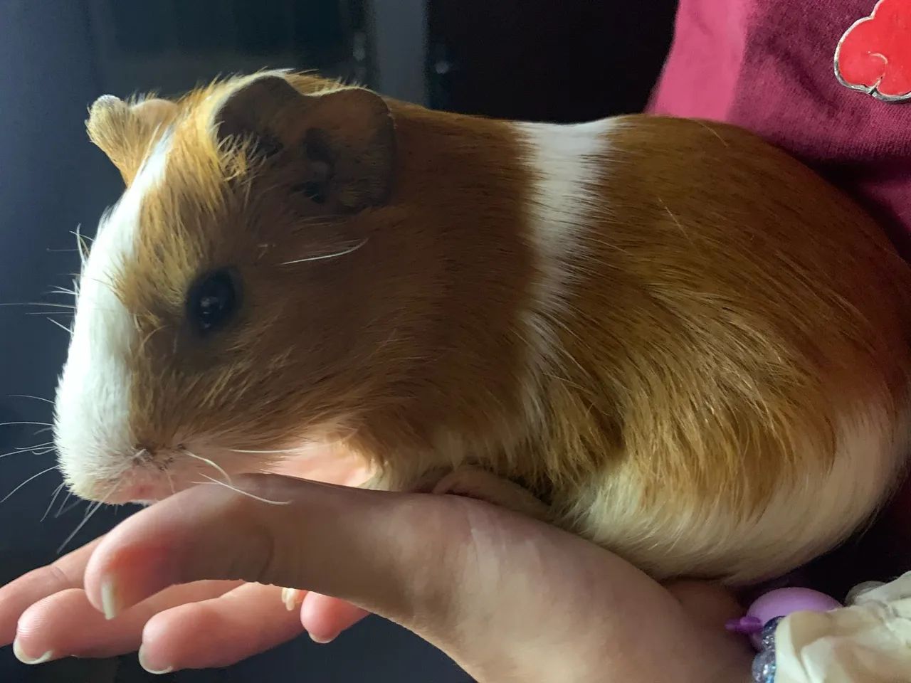 PORQUINHO DA ÍNDIA COM UM ANO DE VIDA - Foto 3