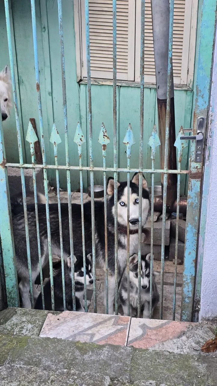 Husky Siberiano ?  - Foto 5