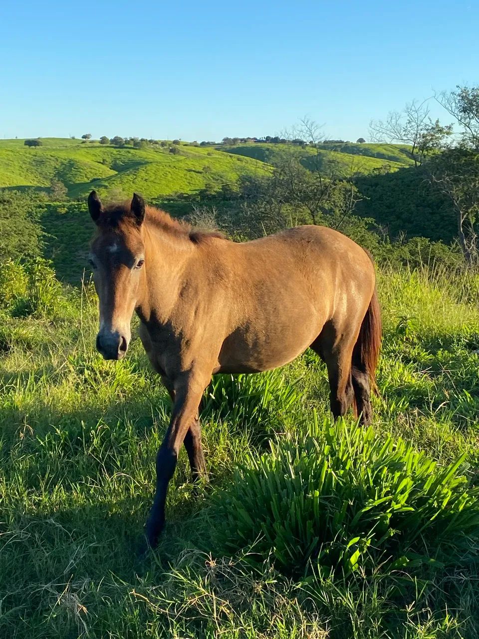 Poldros a venda - Foto 3