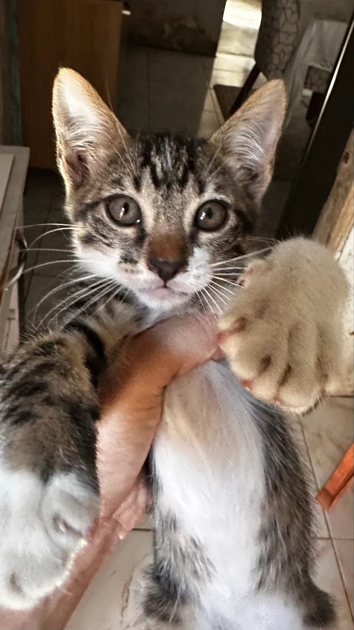 estou doando gato dócil com 2 meses 