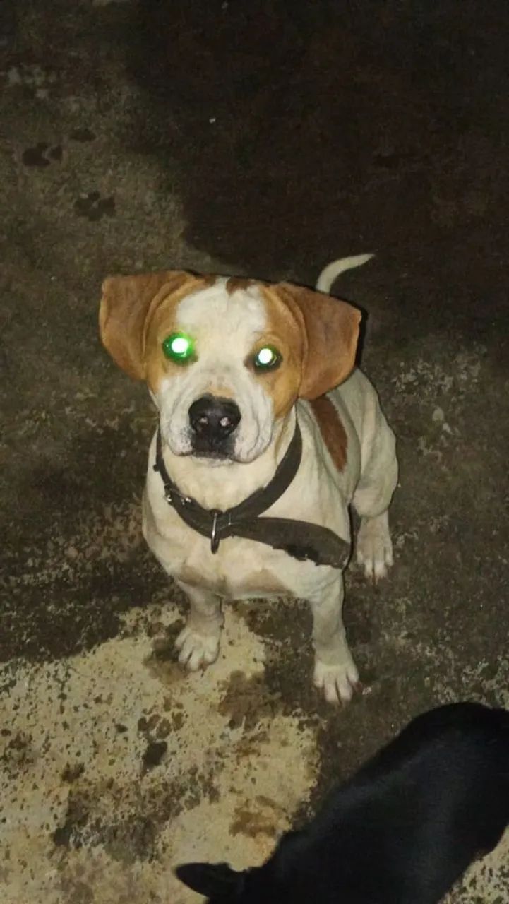 Pit Monsters  - Foto 4