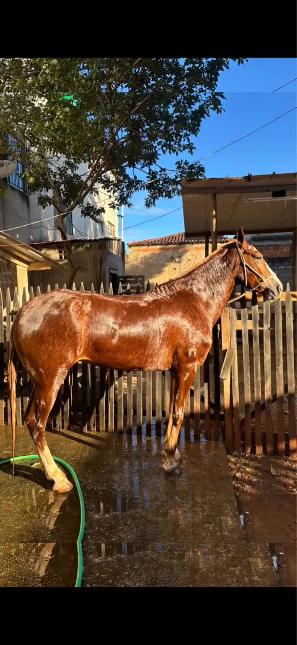 Égua mangalarga marchador  - Foto 2