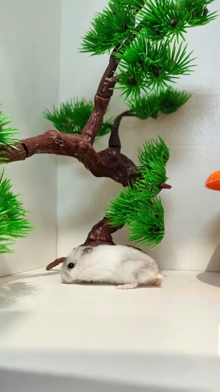 Filhotinhos de Hamster mini - Foto 5