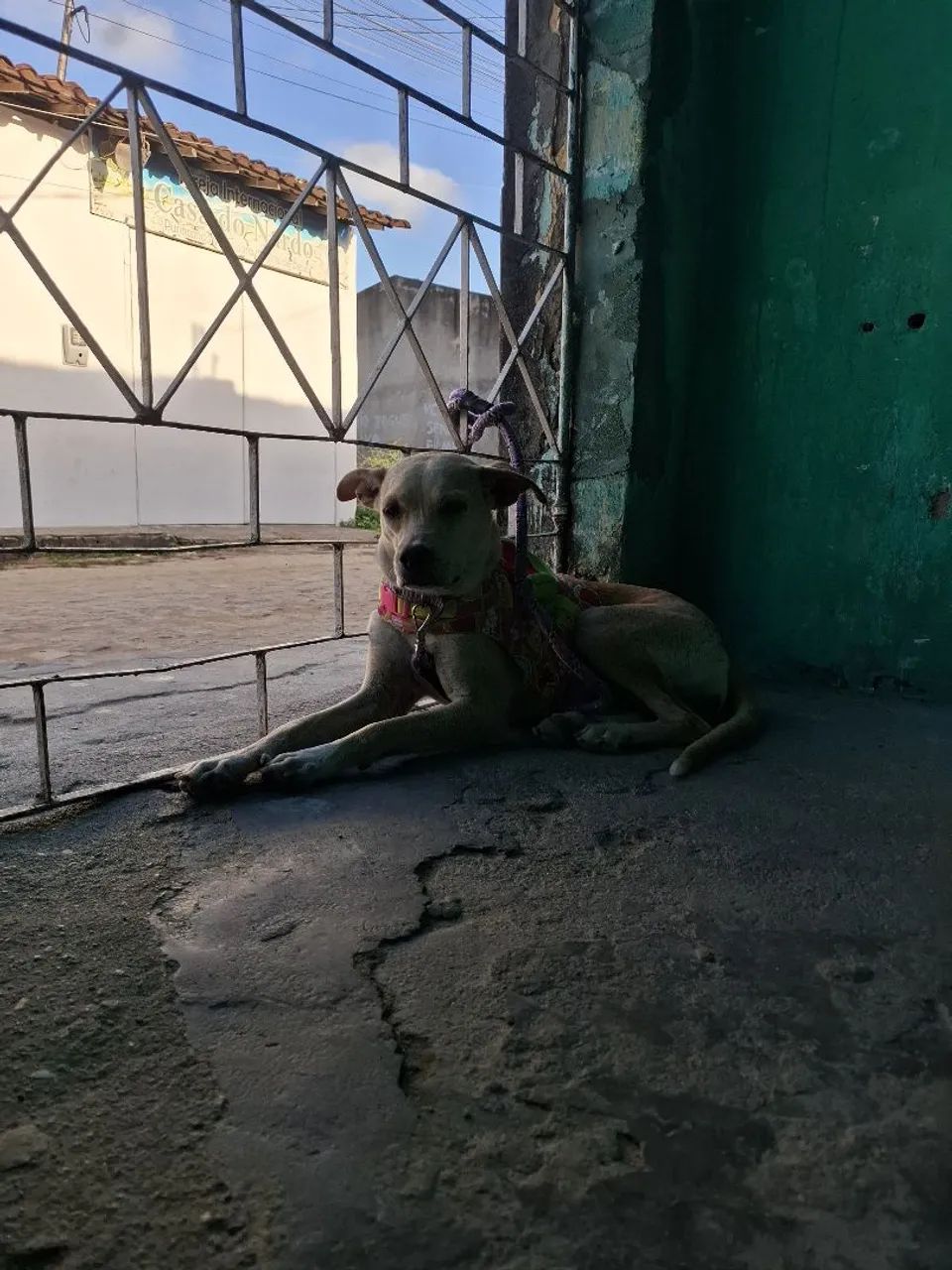 Doação de cachorrinha - Foto 3