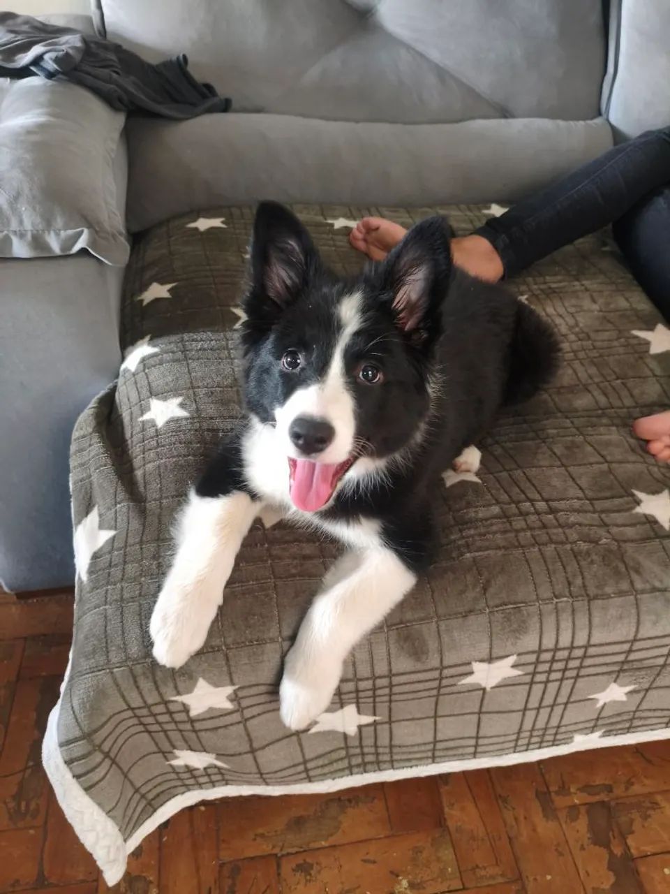 Border collie  - Foto 4