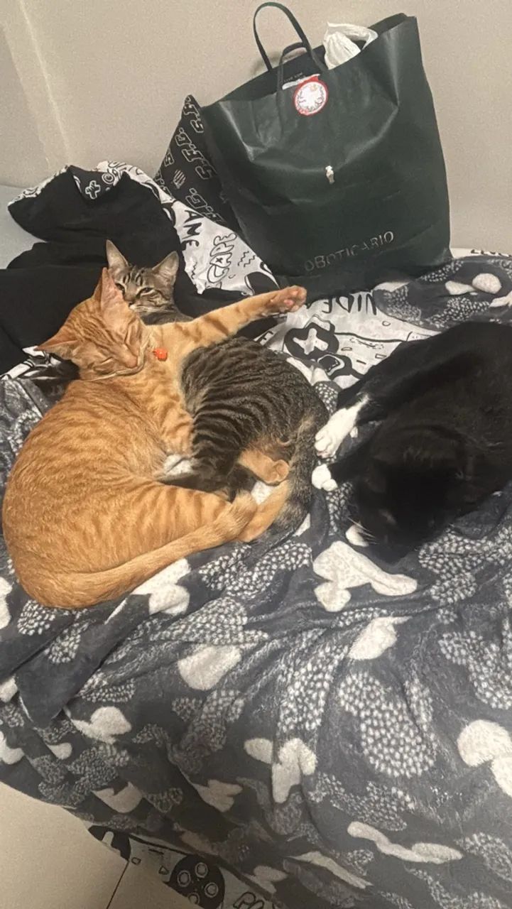 Doação de gatos 