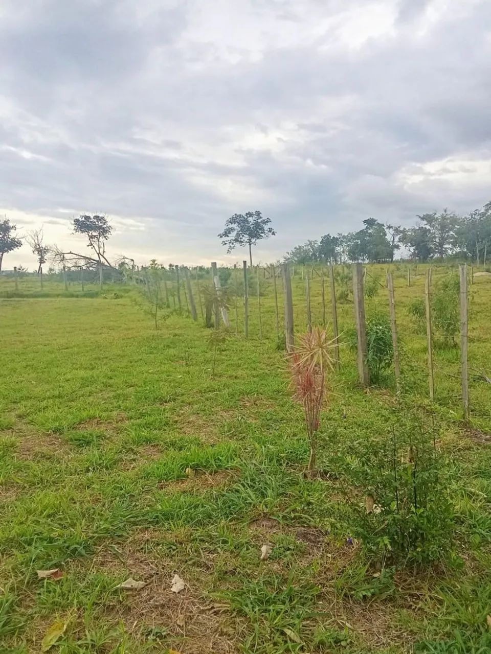 Vendo chácara em Caçapava  - Foto 4