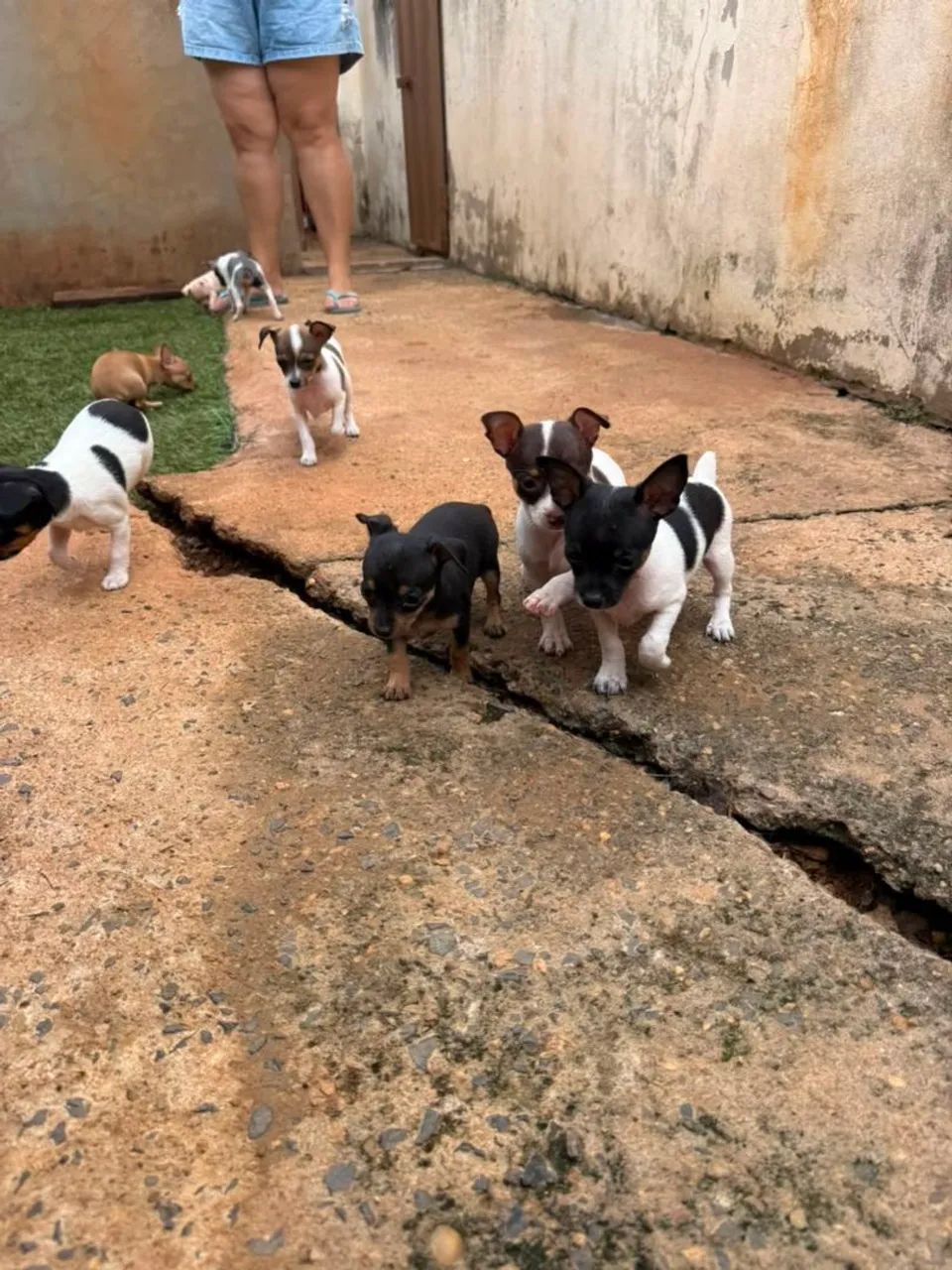 Pinscher  - Foto 4