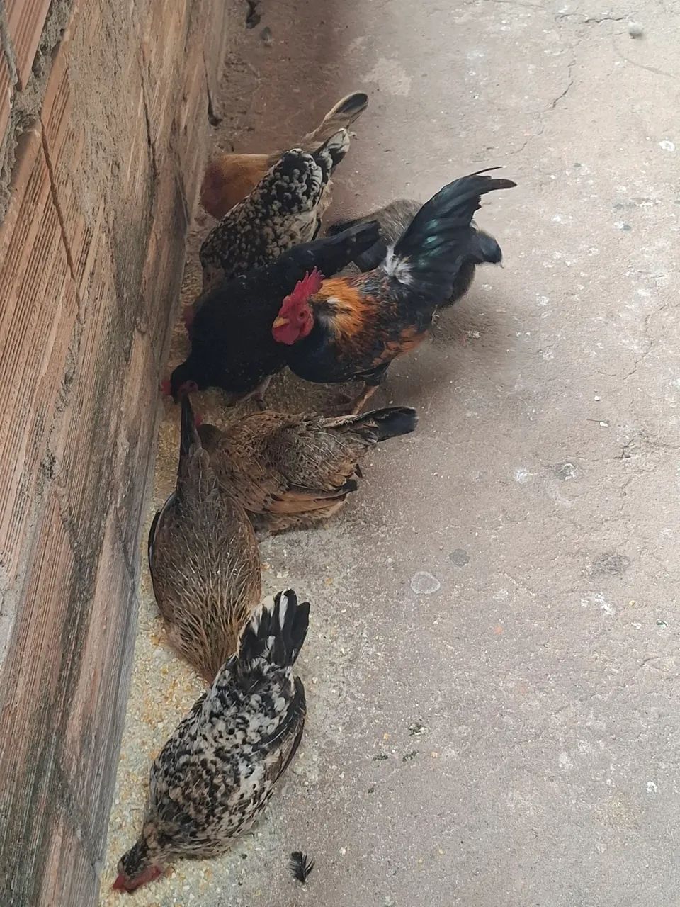 Galinhas Garnizé - Foto 2