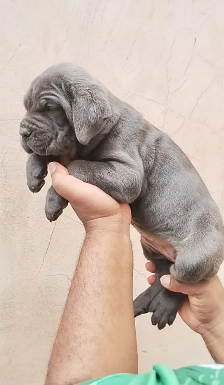 Filhotes de cane corso  - Foto 5