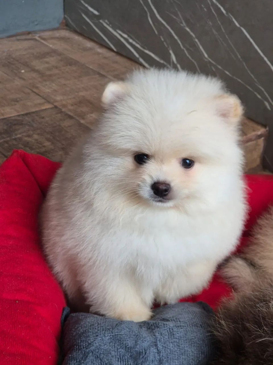 Spitz Alemão Anão  - Foto 2