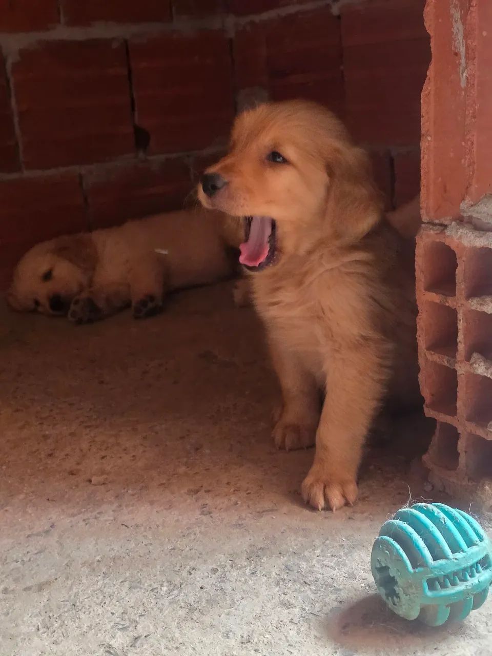 Golden retriever  - Foto 2