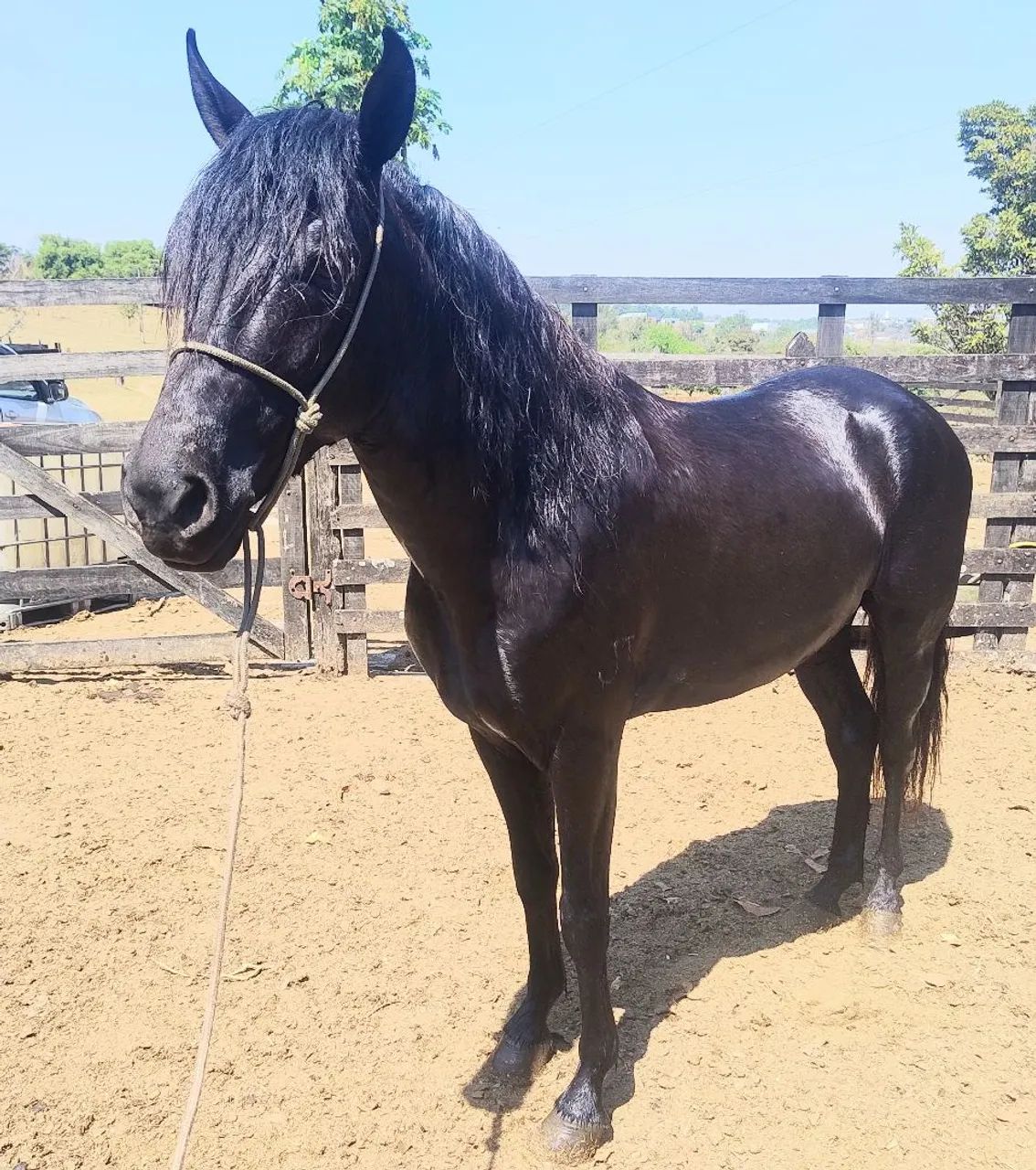Cavalo - Foto 5