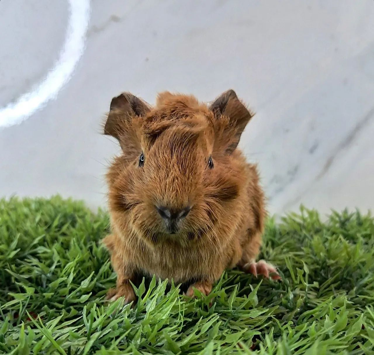 Porquinho da india65048973364610122