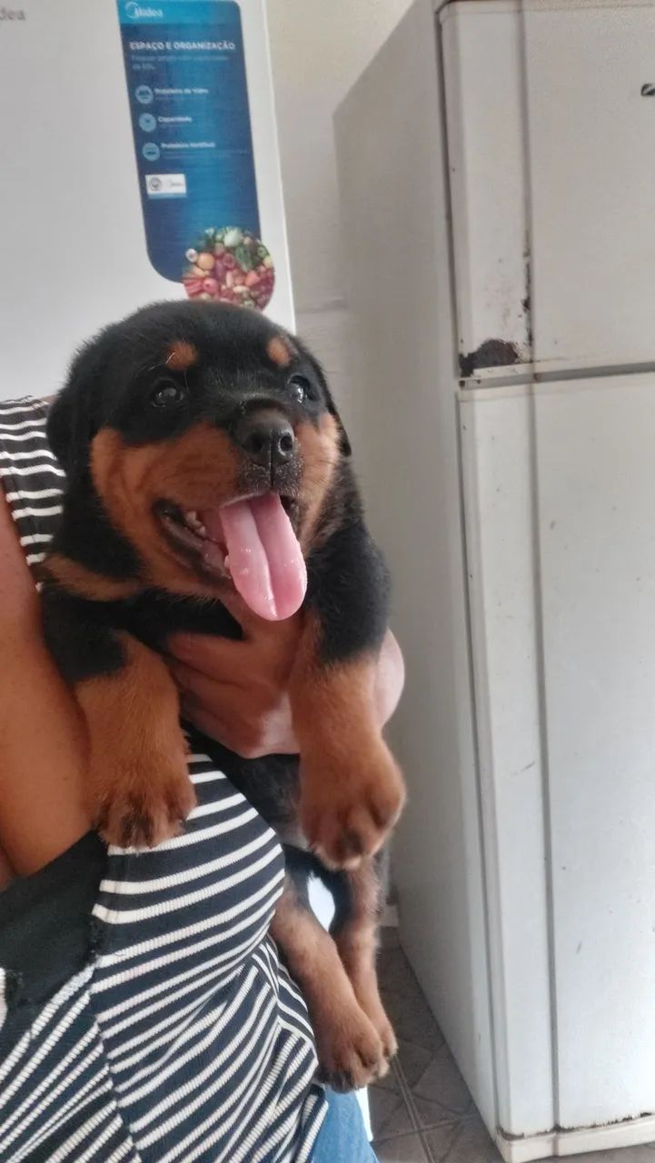 Bebe Rotwaler cabeça de touro