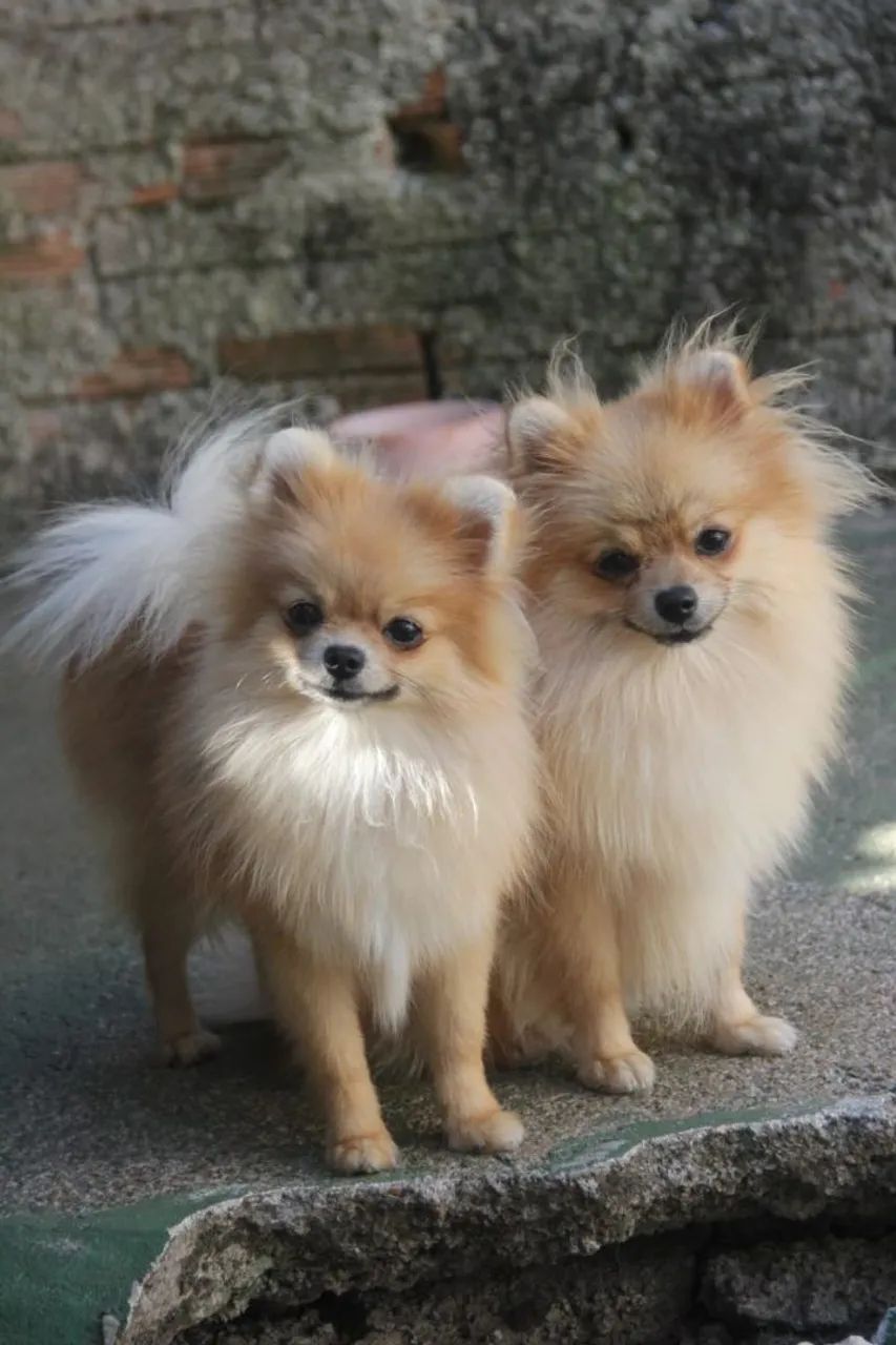 Lulu da Pomerânia tamanho definido - Foto 2