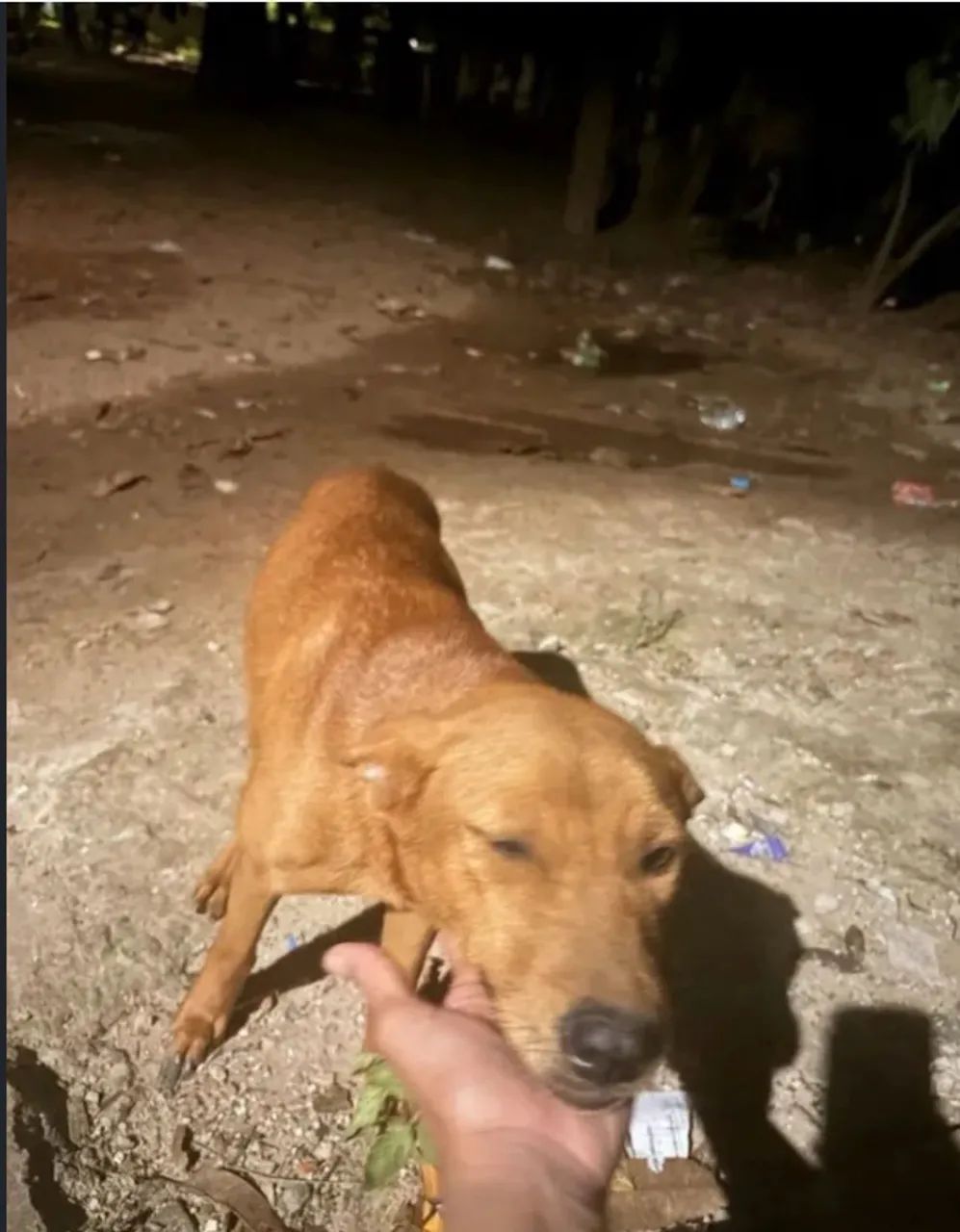 Doação de cachorros - Foto 2