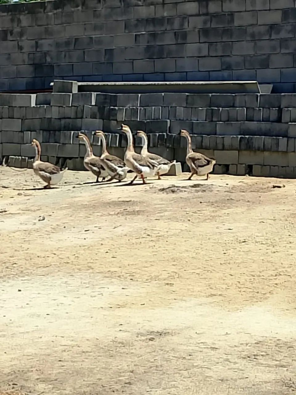 Gansos