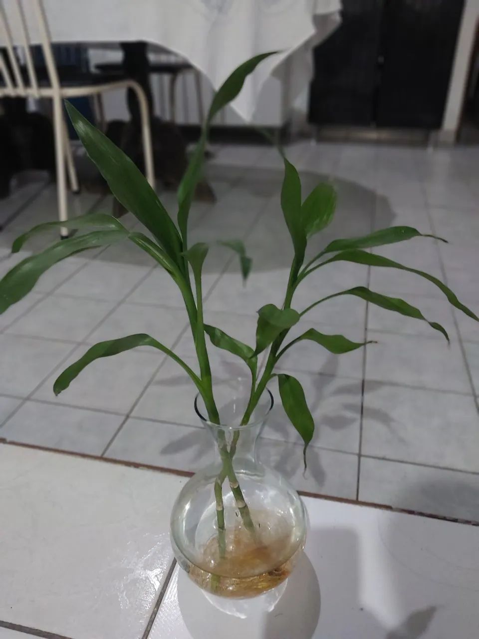Bambu da sorte (apenas haste)