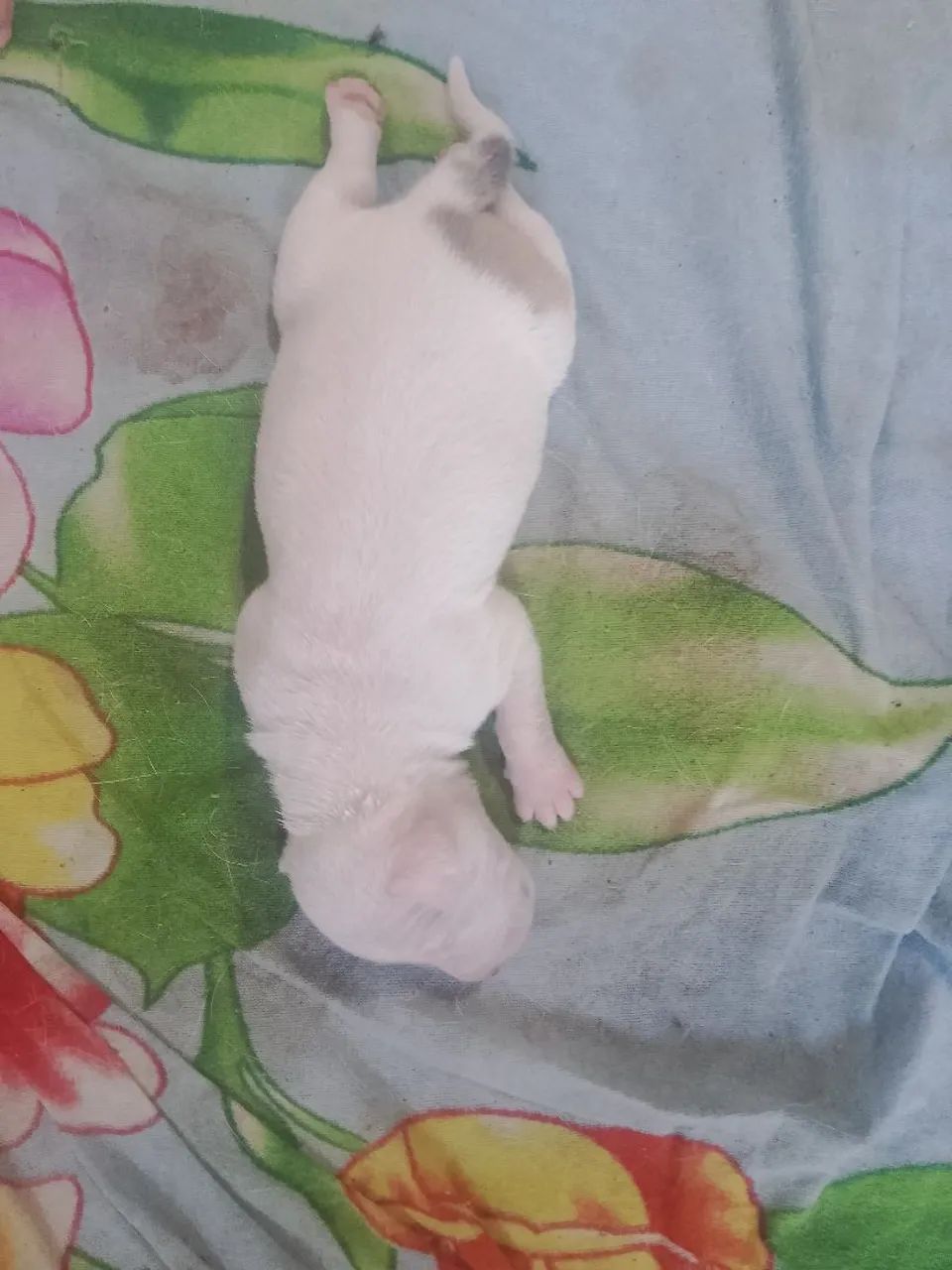 PitBull não puro - Foto 3