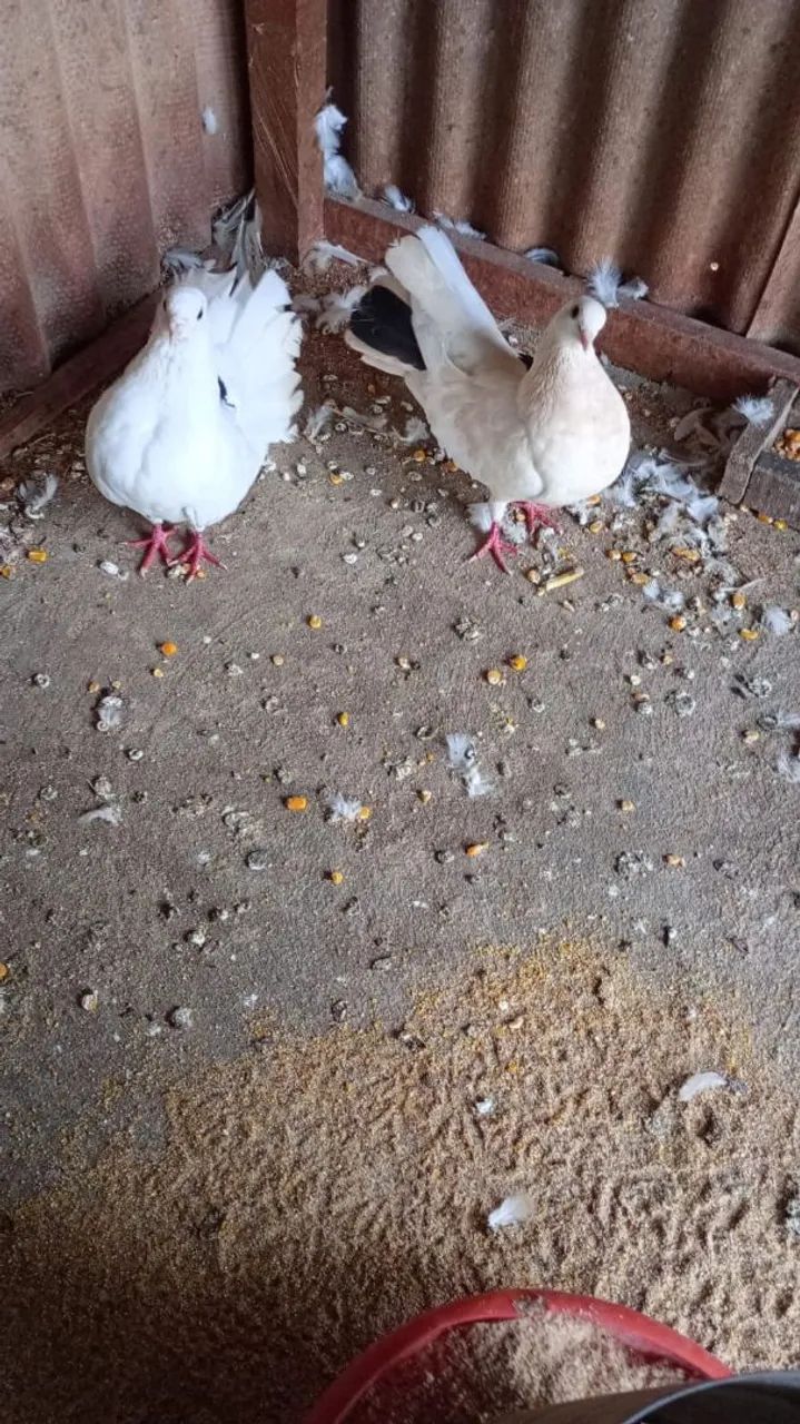 Vende-se Casal de Pombos Leque  - Foto 3
