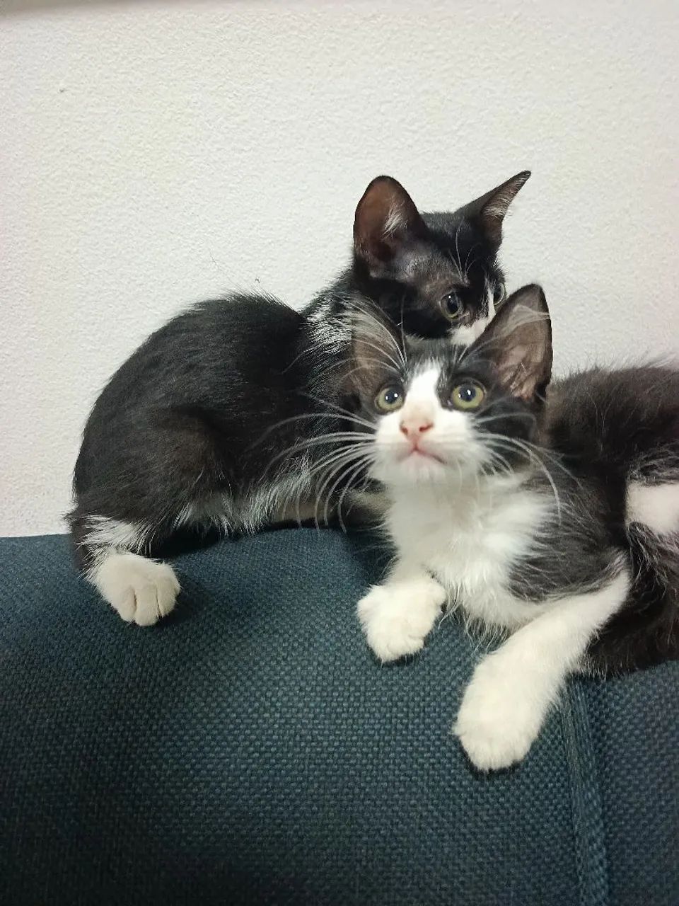Doação de gatos - Foto 4