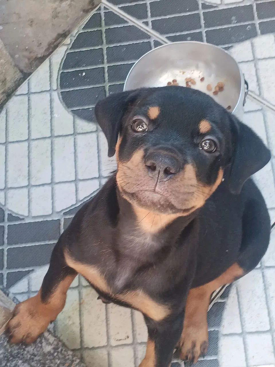 Filhotes de  Rottweiler - Macho - Foto 5
