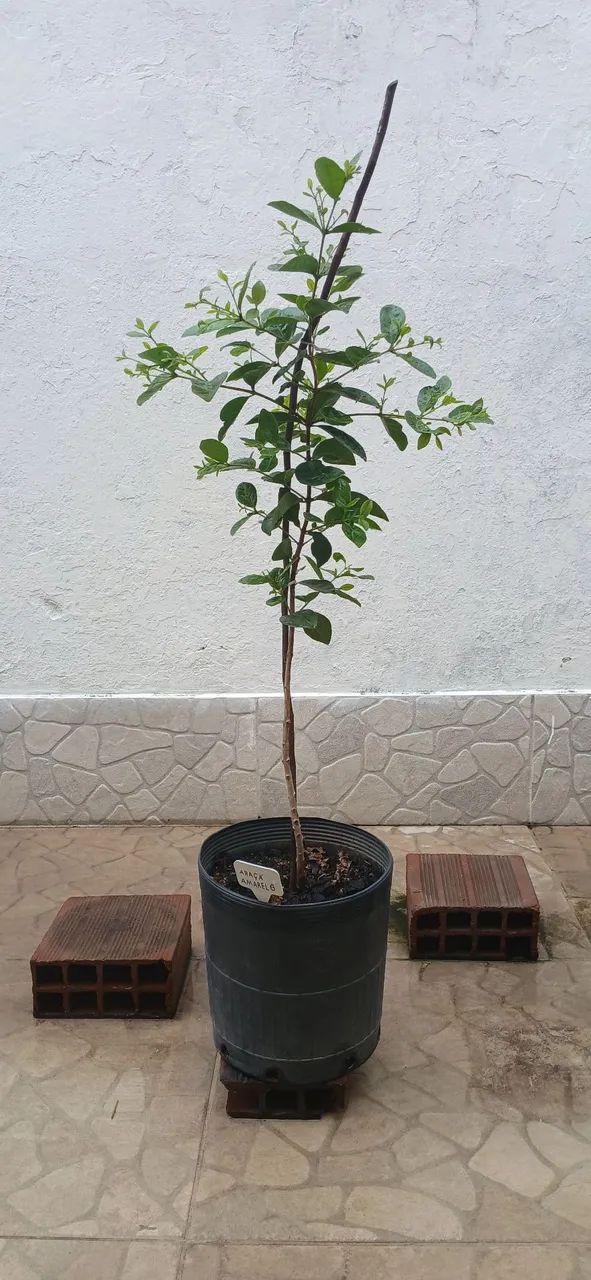 Muda de araçá amarelo - Foto 3