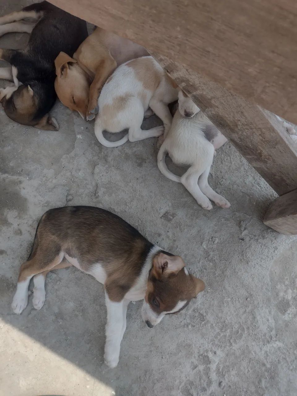 Doação Responsável  - Foto 5