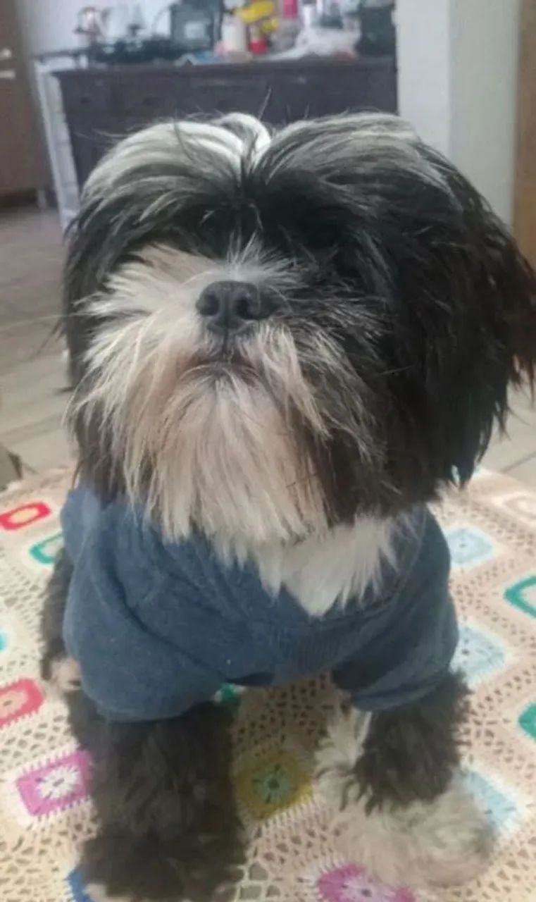 PROCURAMOS UMA NAMORADA  - Foto 5