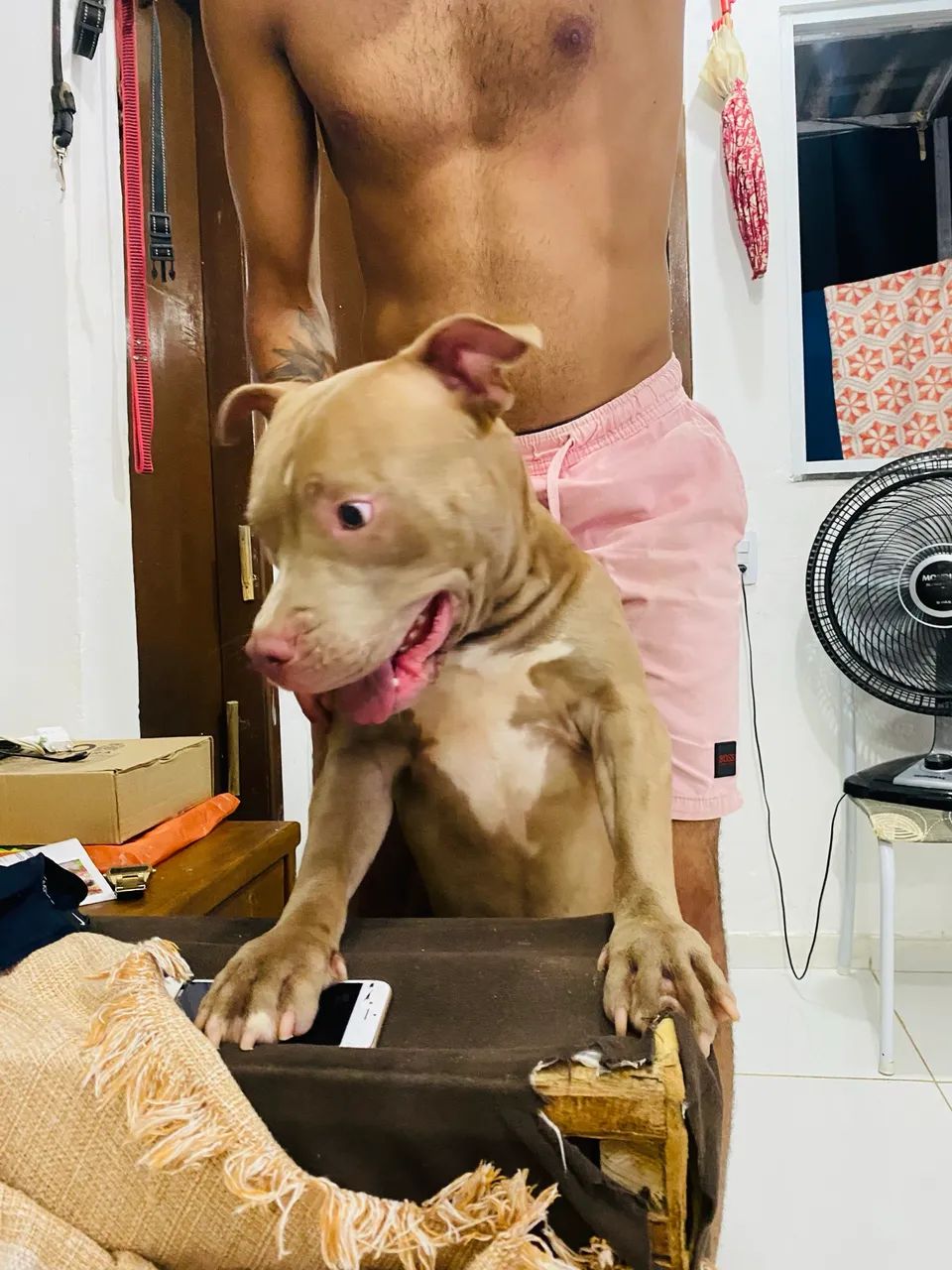 Adoção  - Foto 3