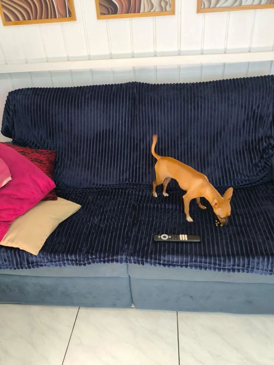 Pinscher 0 600 reais - Foto 2
