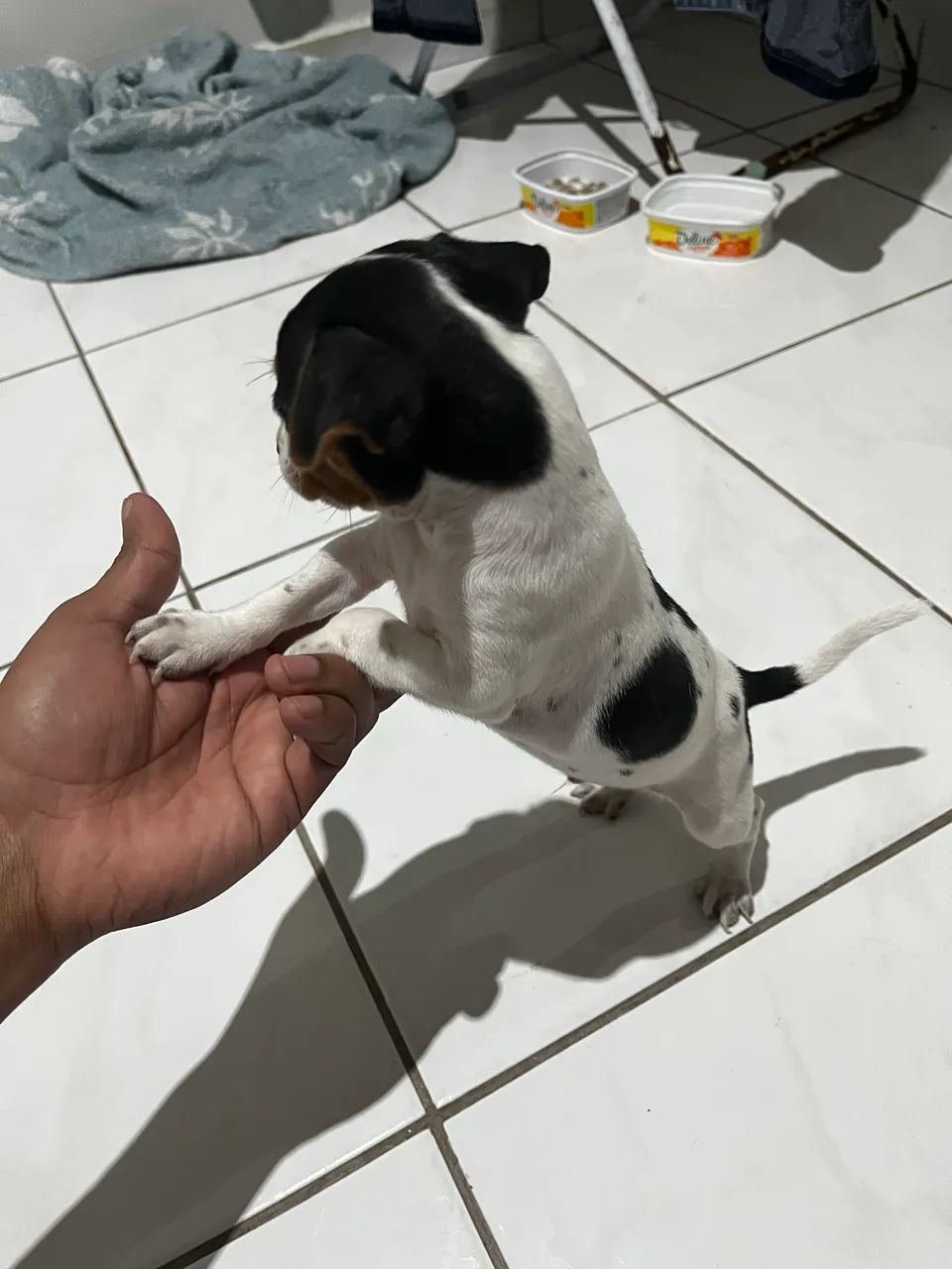 Fox paulista pedigree  - Foto 3
