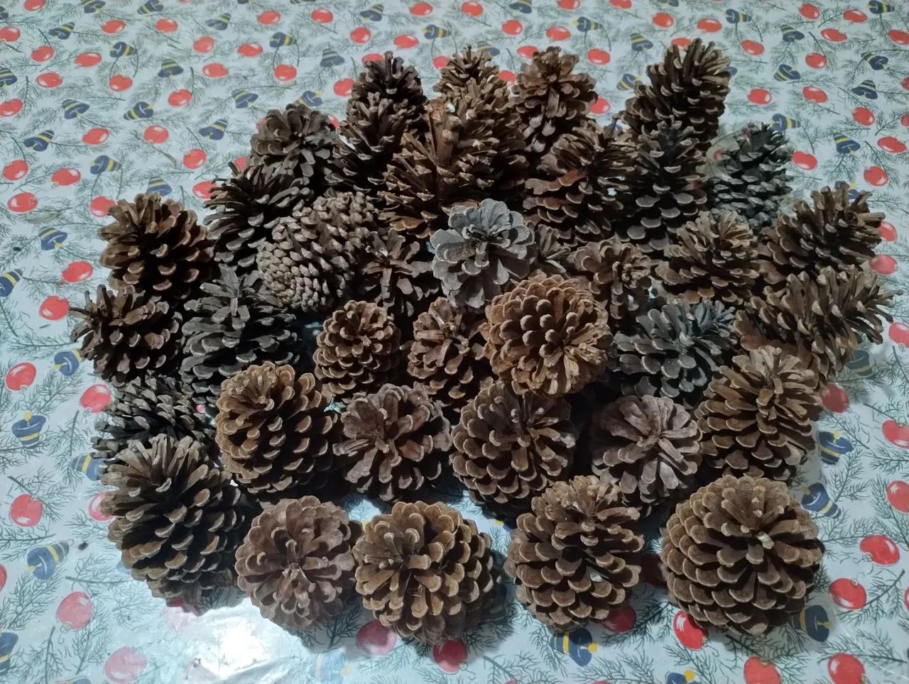 Lote de 35 pinhas Naturais, para decoração e artesanato. - Foto 3