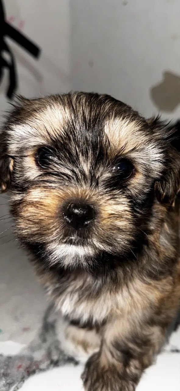 Lhasa Macho  - Foto 4