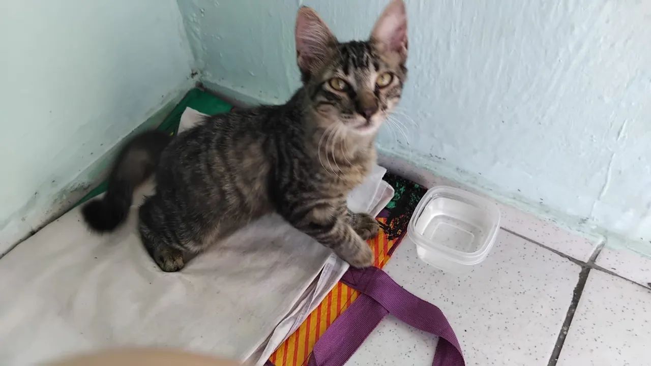 Adoção de Gatinho Macho - Foto 3