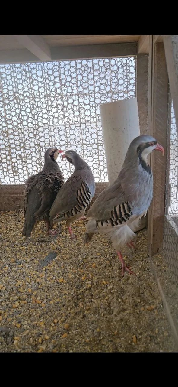 Chukar - Foto 4