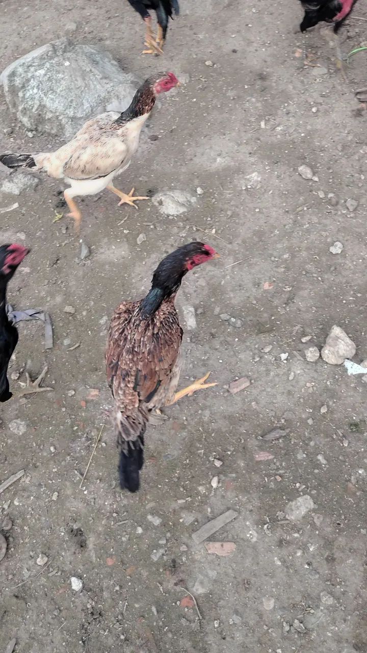 Galinhas