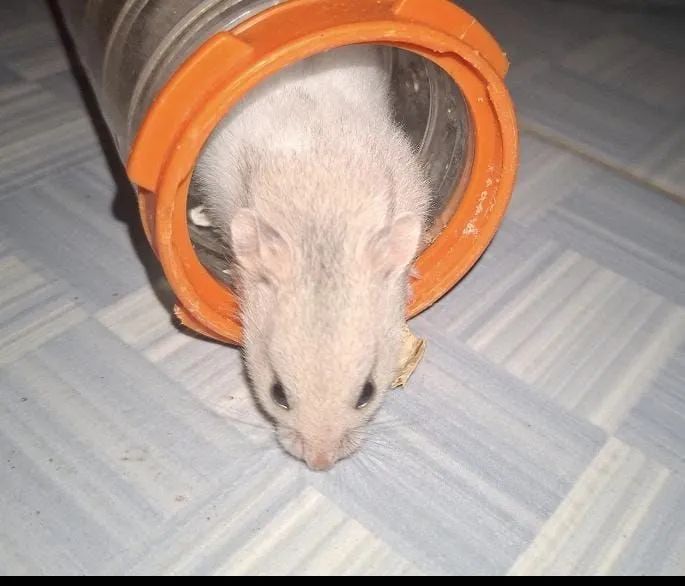 Hamster filhote - Foto 3