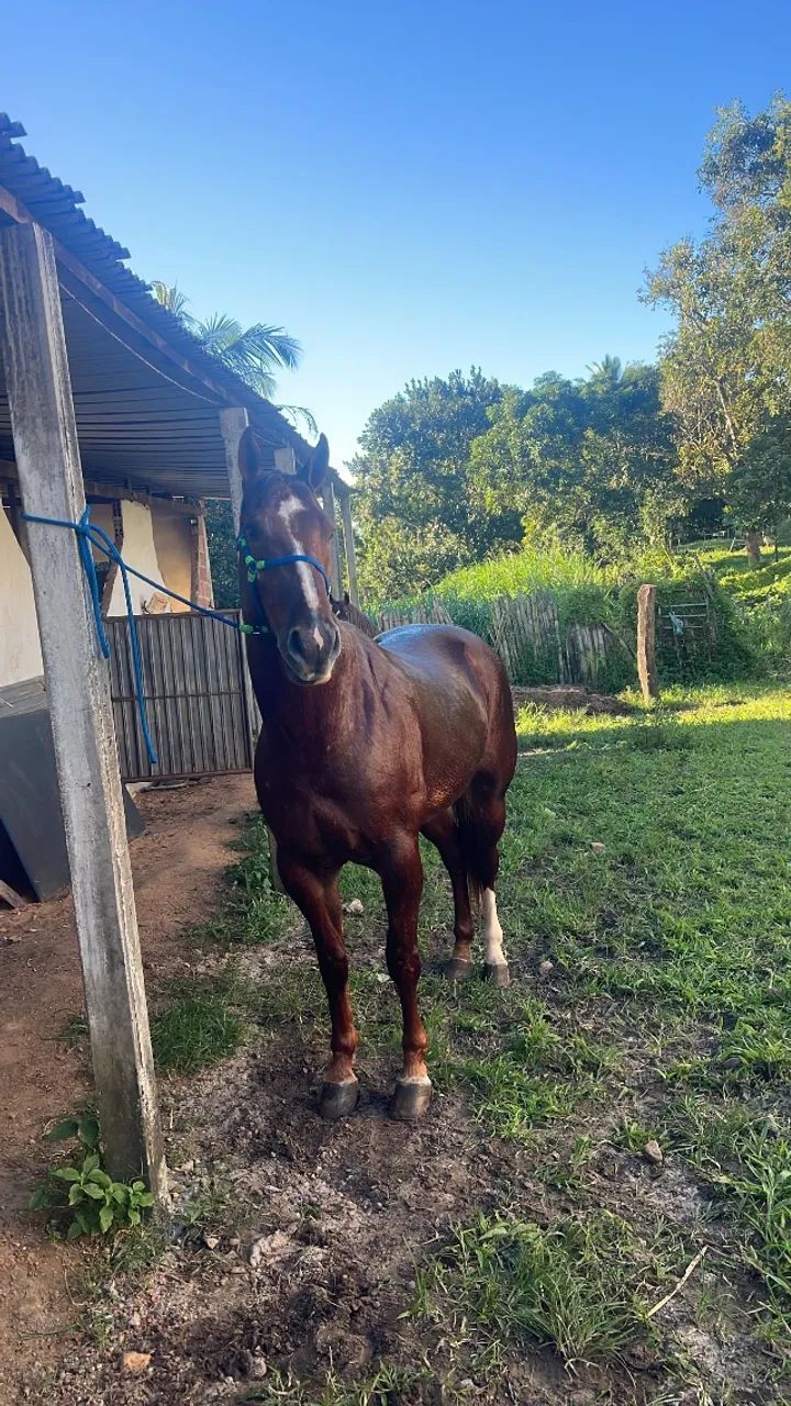 Cavalo - Foto 2