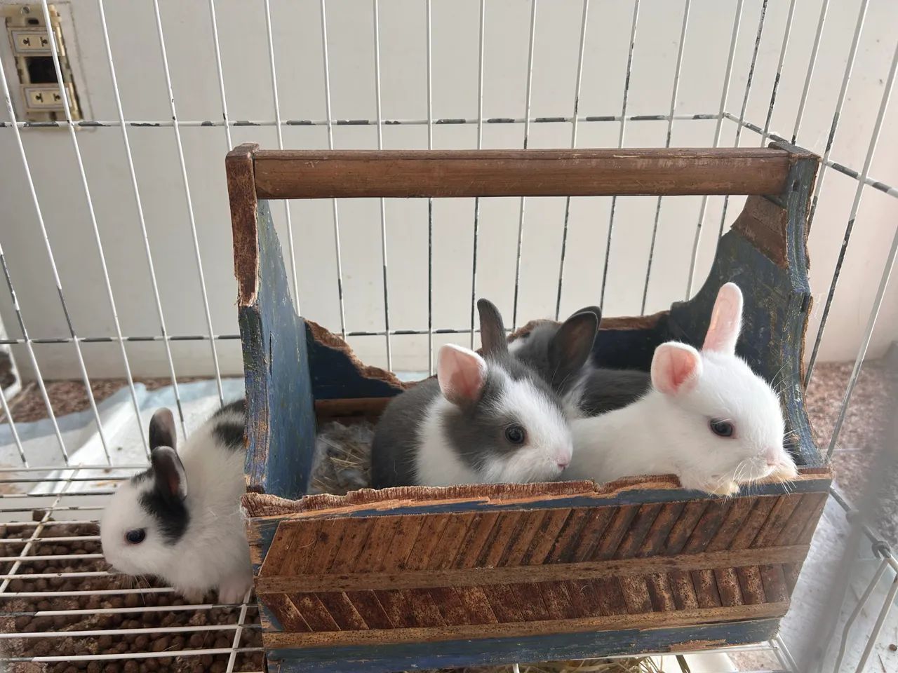 Coelhos filhotes