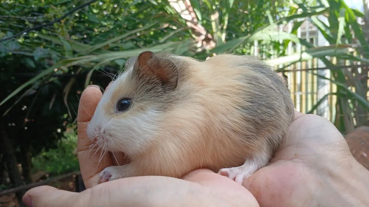 Vendo Porquinhos da Índia Filhotes