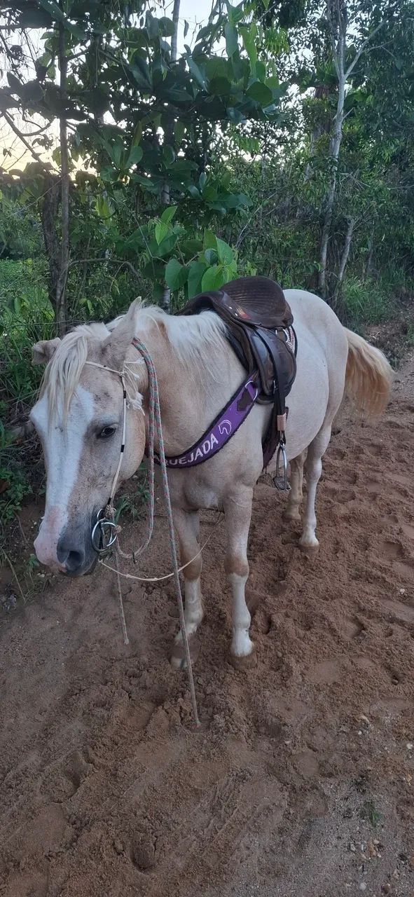 Cavalo misticinho  - Foto 4