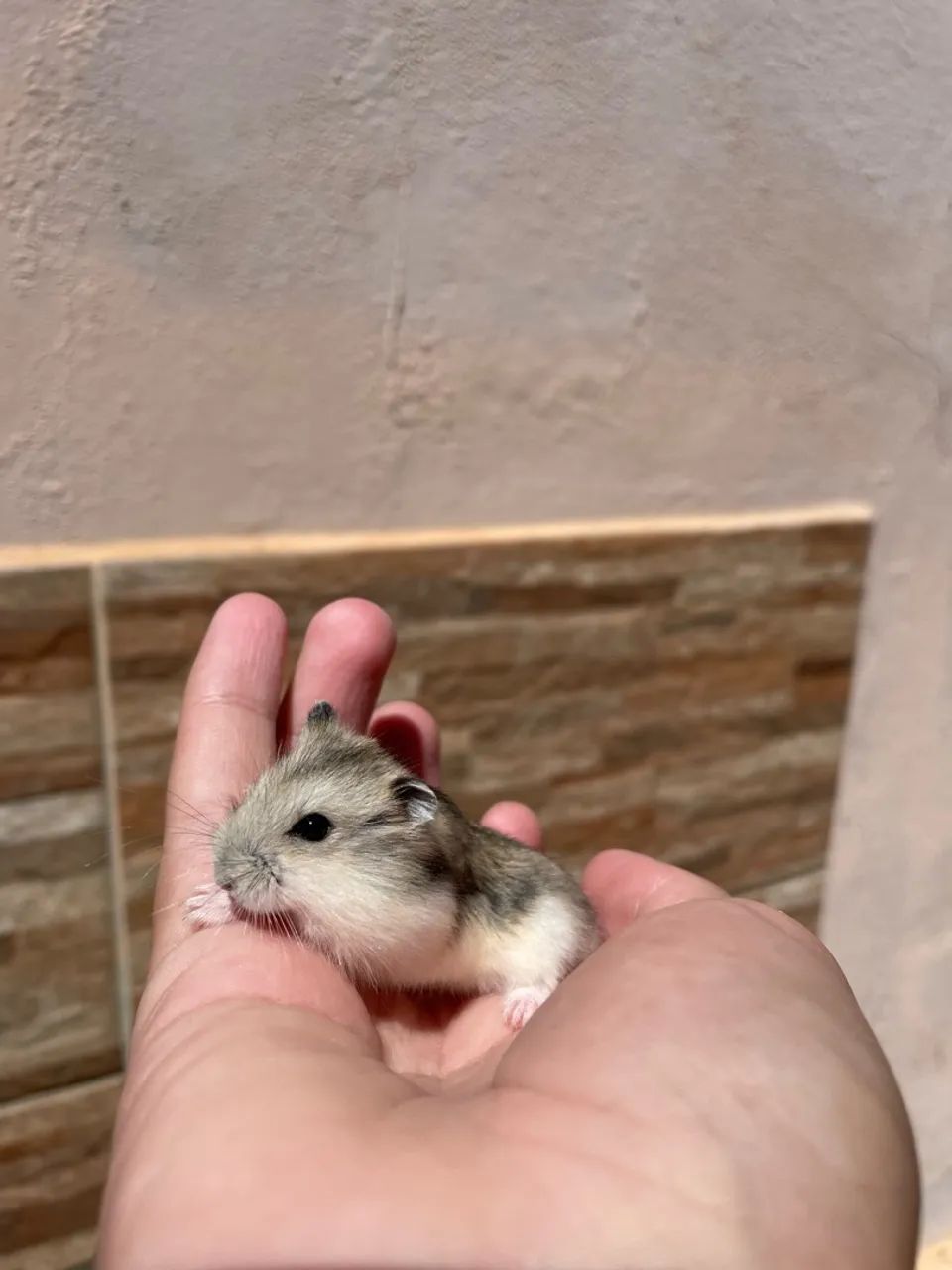 Hamster 