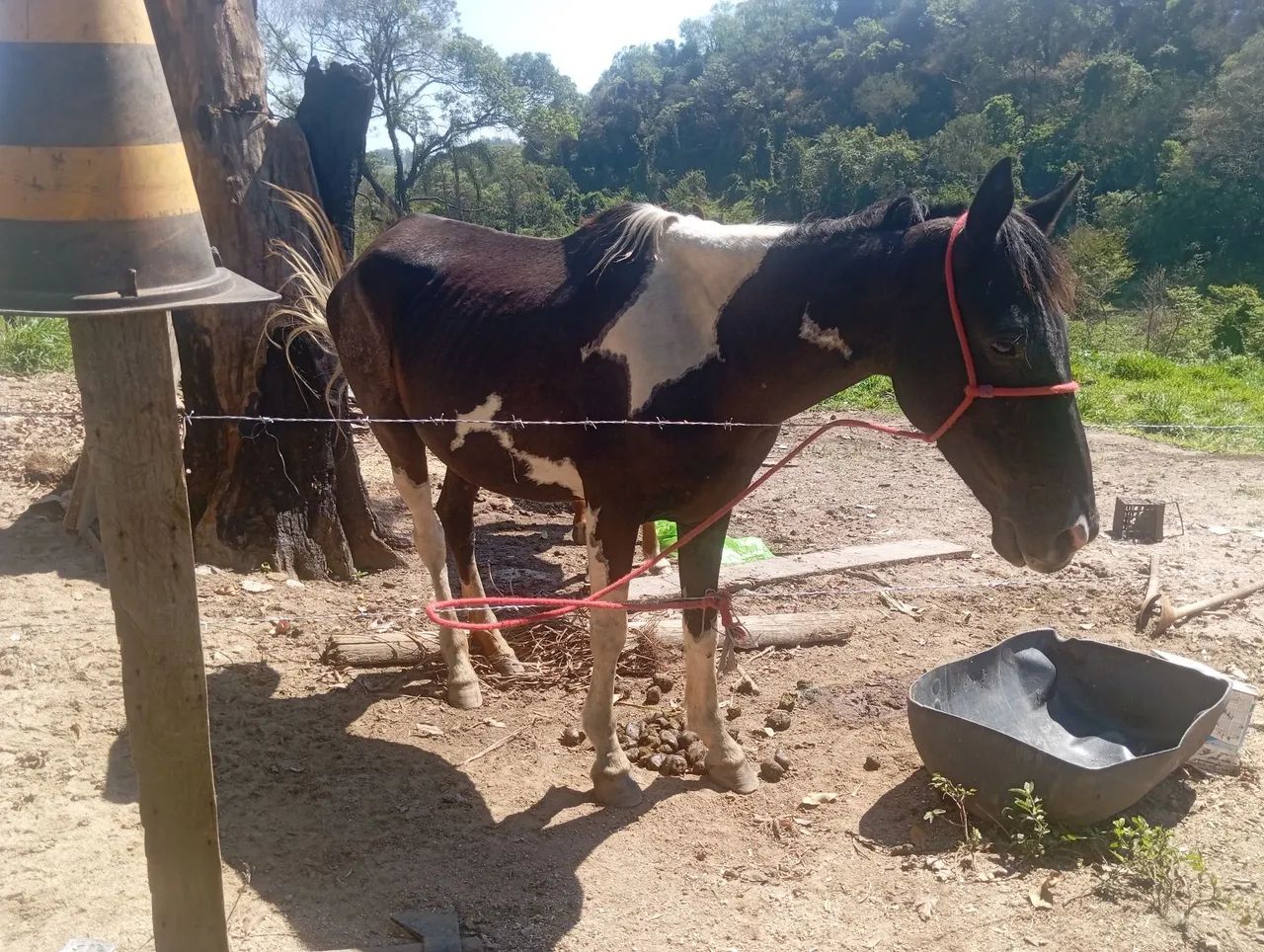 Égua com potra - Foto 2
