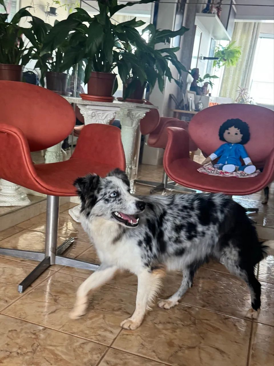 Border Collie - LEIA O ANÚNCIO 